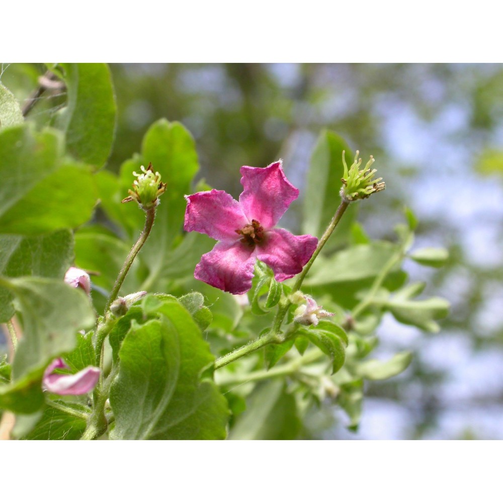 clematis rigoi w. t. wang