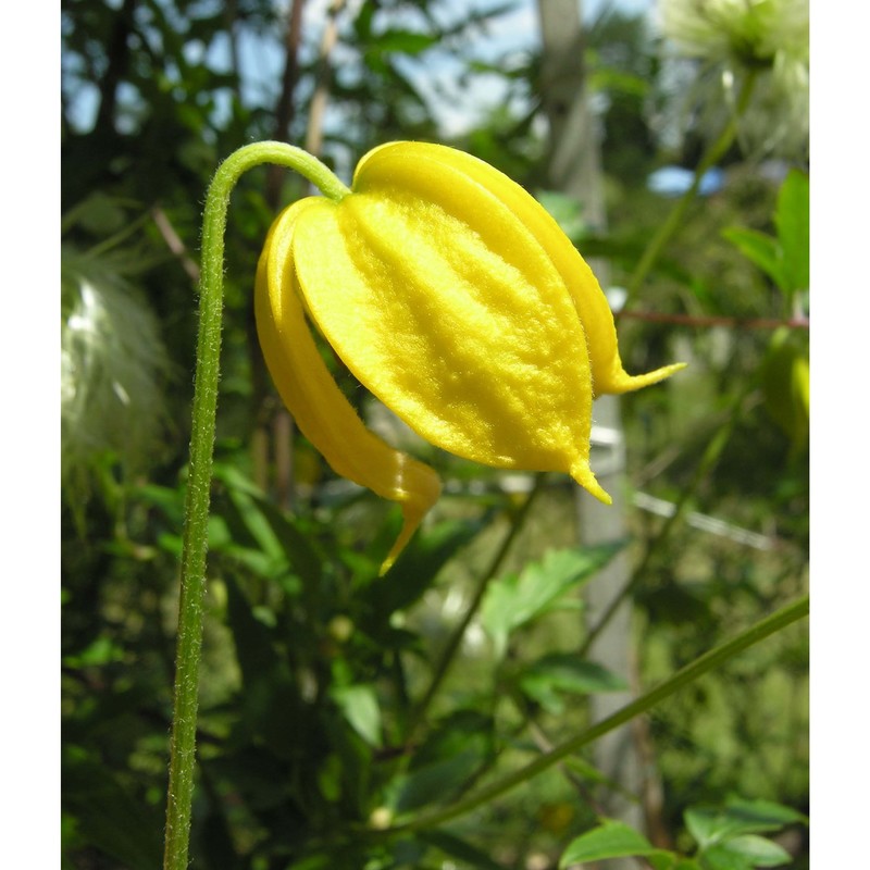 clematis tangutica (maxim.) korsh.