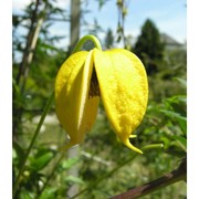 clematis tangutica (maxim.) korsh.