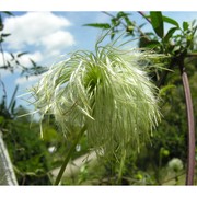 clematis tangutica (maxim.) korsh.