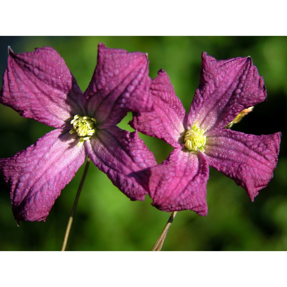 clematis viticella l.