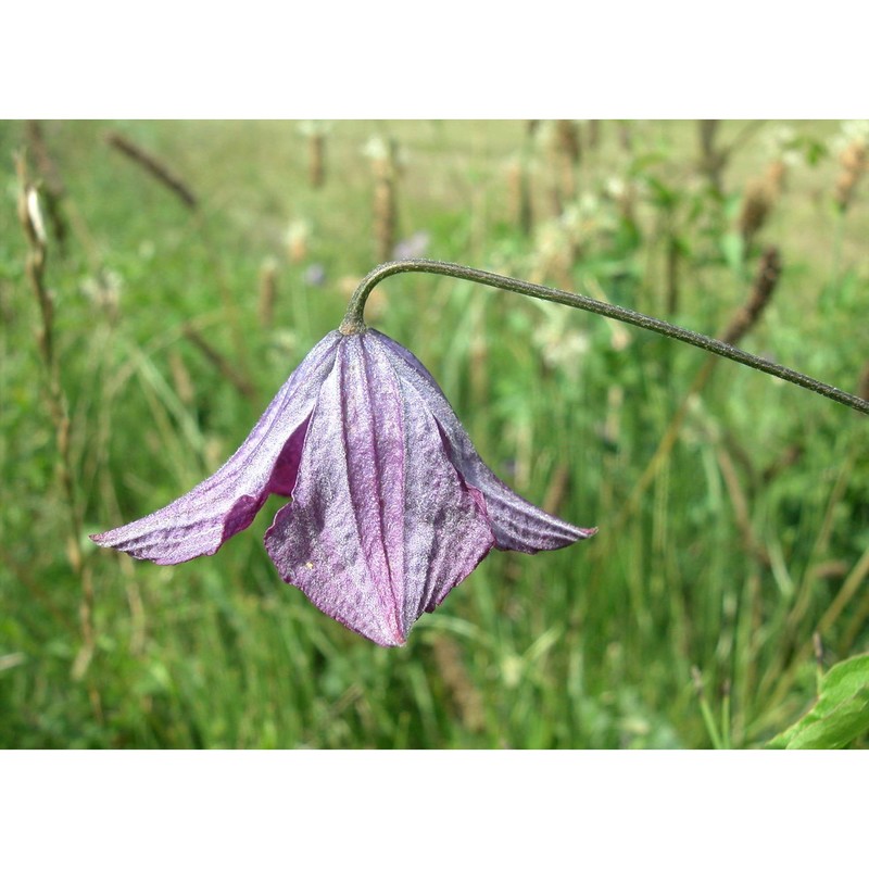 clematis viticella l.