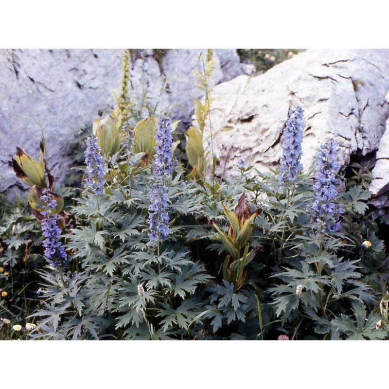 delphinium elatum l.