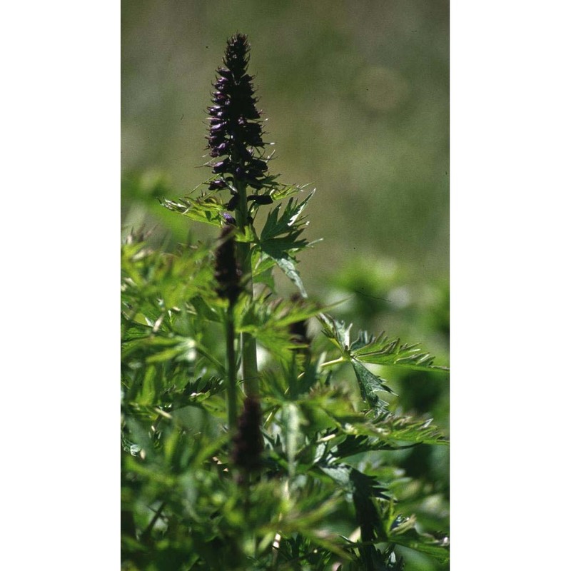 delphinium elatum l.