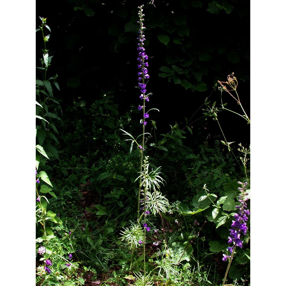 delphinium fissum waldst. et kit.