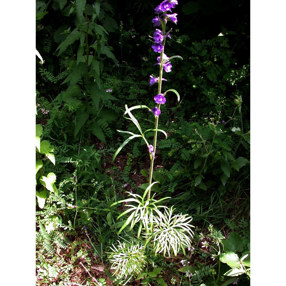 delphinium fissum waldst. et kit.