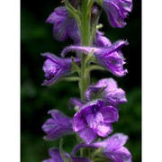 delphinium fissum waldst. et kit.