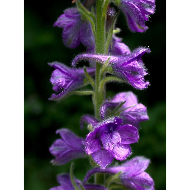 delphinium fissum waldst. et kit.