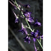 delphinium fissum waldst. et kit.