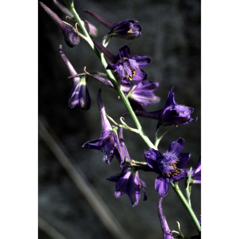 delphinium fissum waldst. et kit.