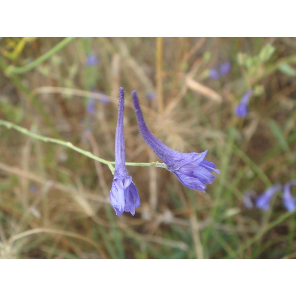 delphinium gracile dc.