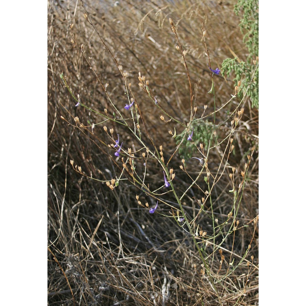 delphinium gracile dc.