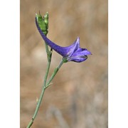 delphinium gracile dc.