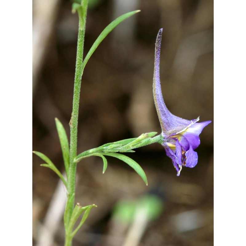 delphinium halteratum sm.