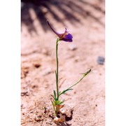 delphinium halteratum sm.