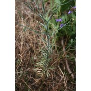 delphinium longipes moris