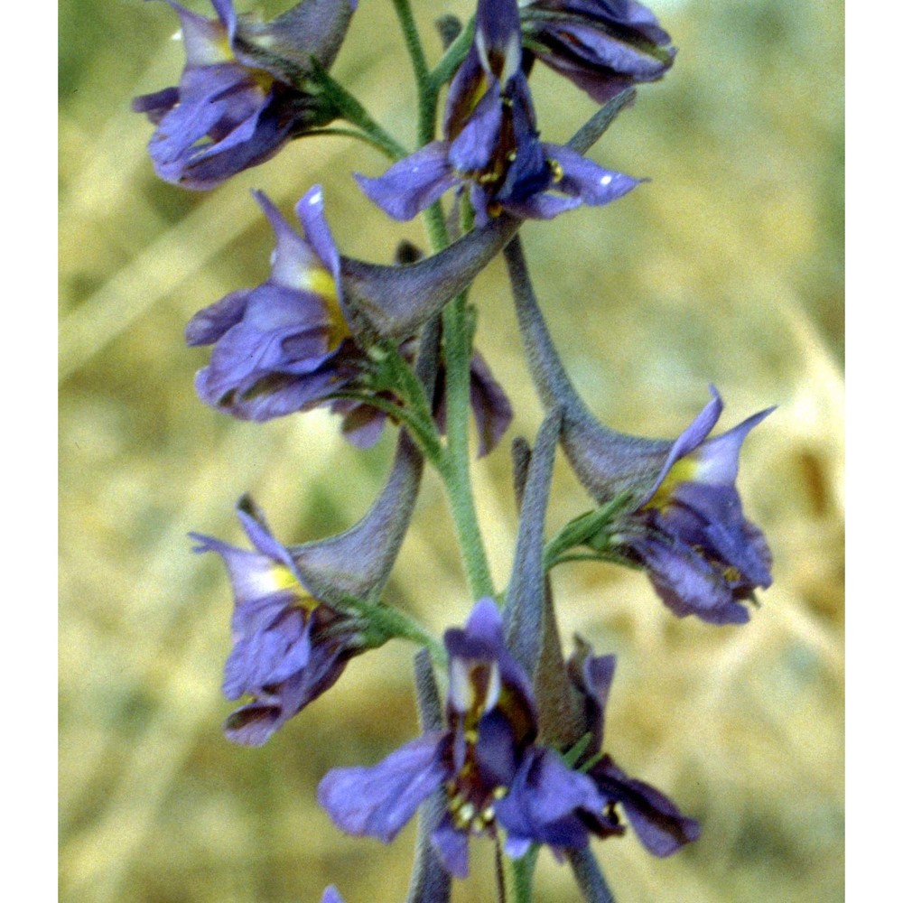 delphinium peregrinum l.