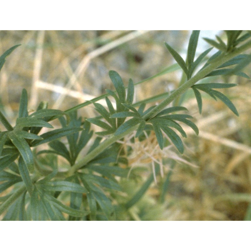 delphinium peregrinum l.