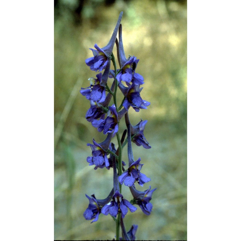 delphinium peregrinum l.