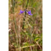 delphinium peregrinum l.