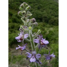 delphinium pictum willd.