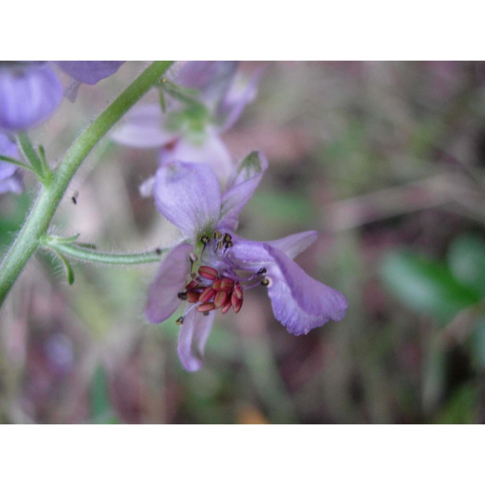 delphinium pictum willd.