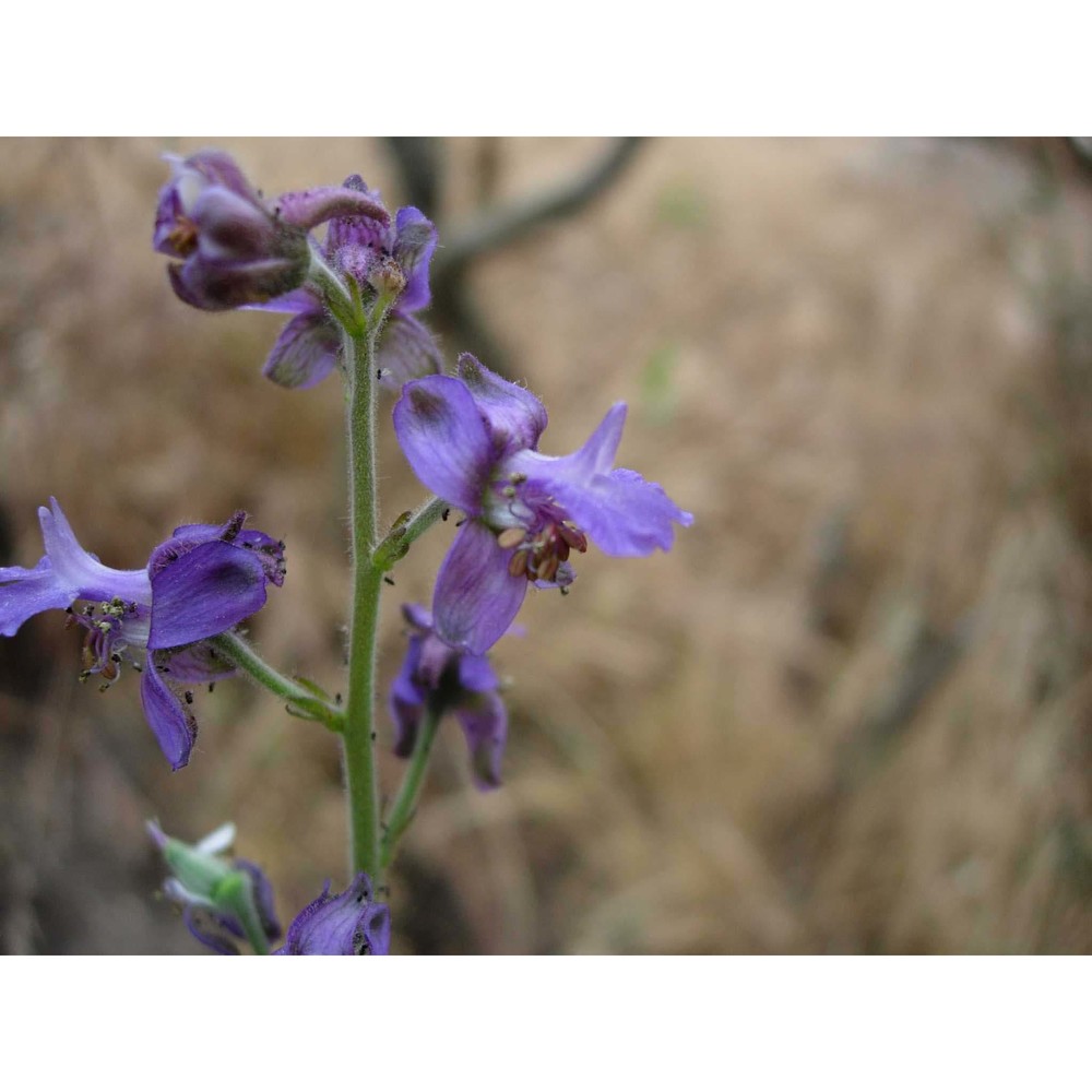 delphinium pictum willd.