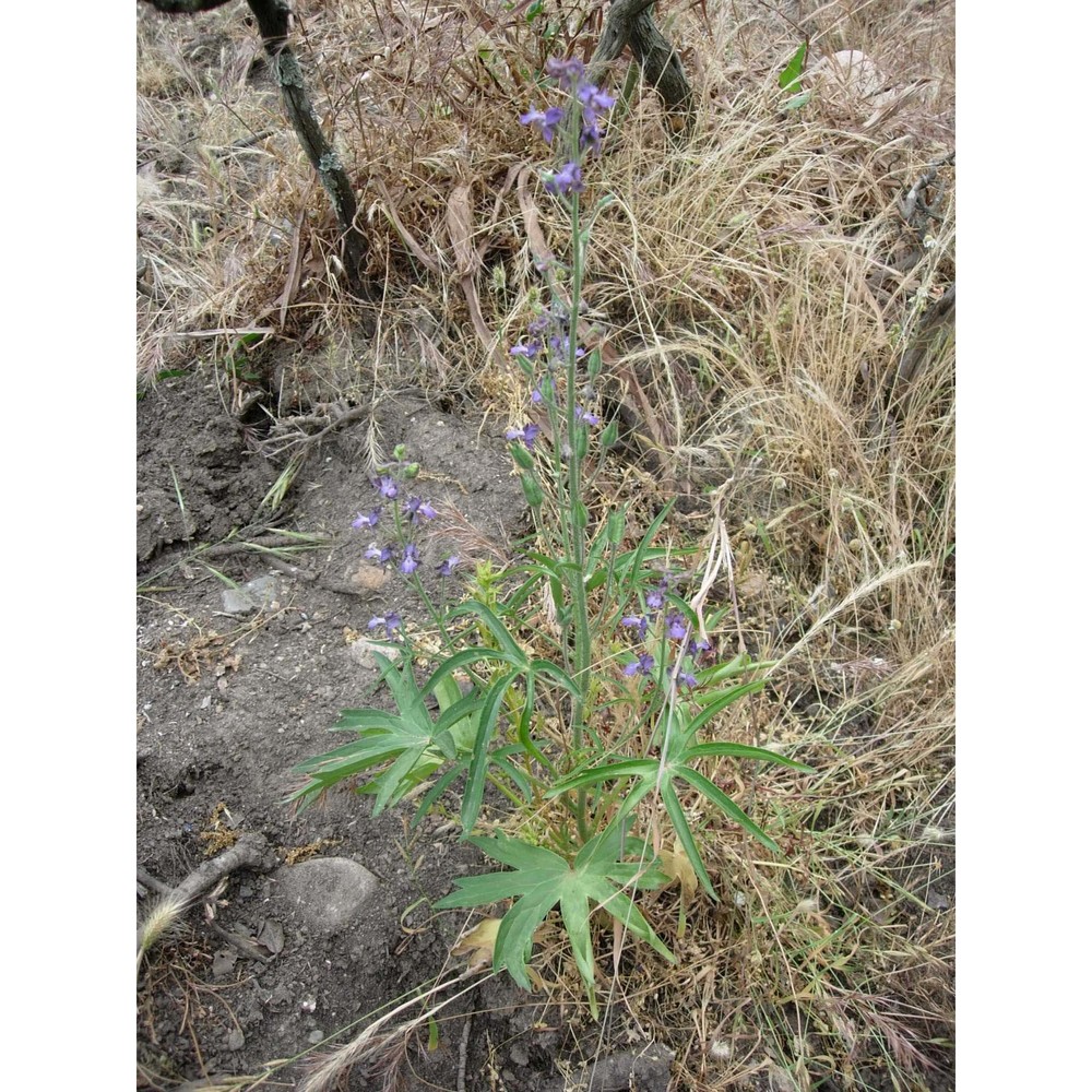 delphinium pictum willd.