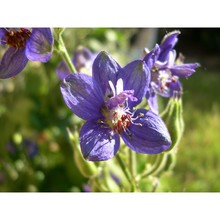 delphinium staphisagria l.