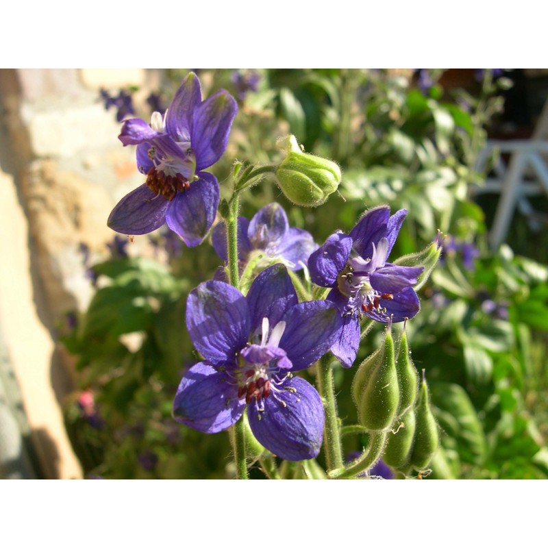 delphinium staphisagria l.