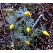 eranthis hyemalis (l.) salisb.