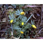 eranthis hyemalis (l.) salisb.