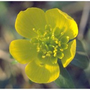 eranthis hyemalis (l.) salisb.