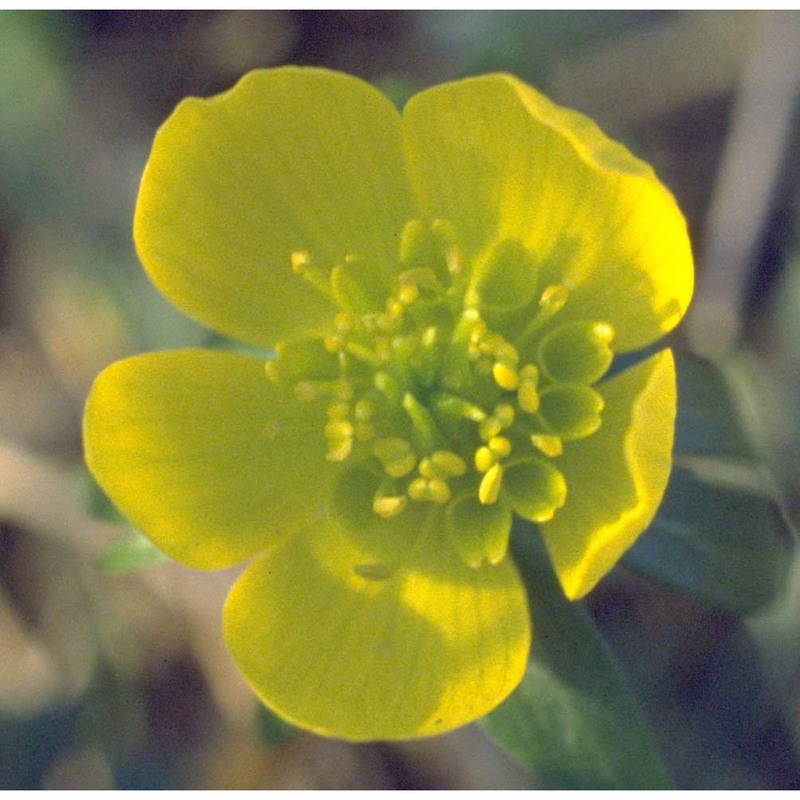 eranthis hyemalis (l.) salisb.