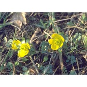 eranthis hyemalis (l.) salisb.