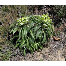 helleborus argutifolius viv.