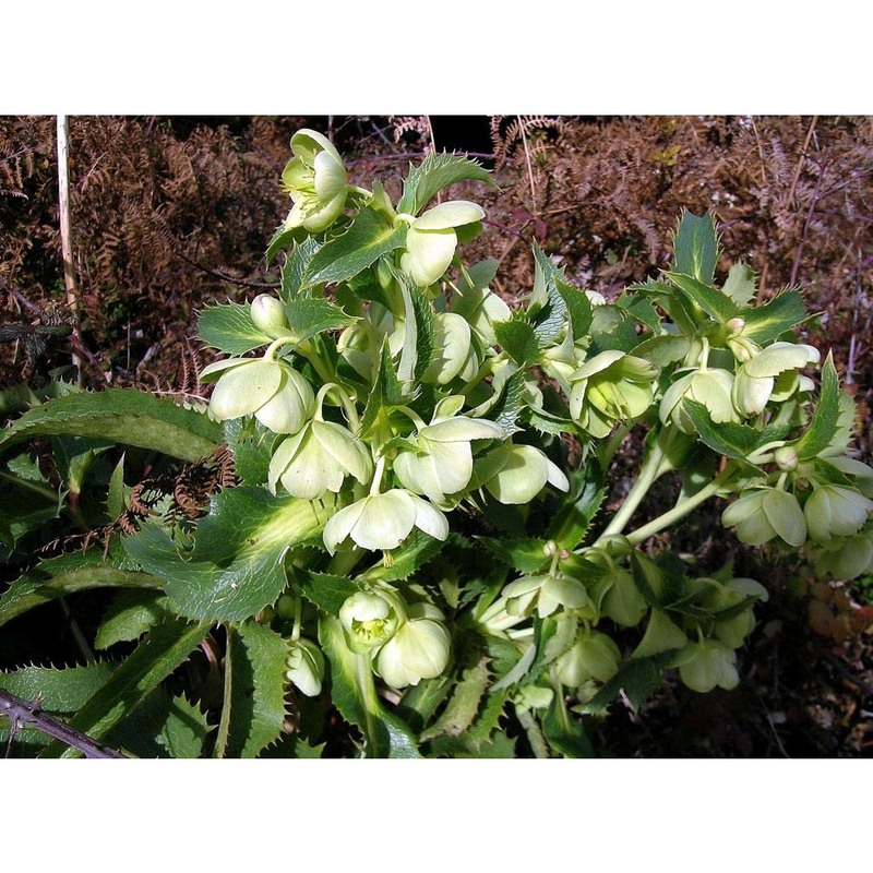 helleborus argutifolius viv.