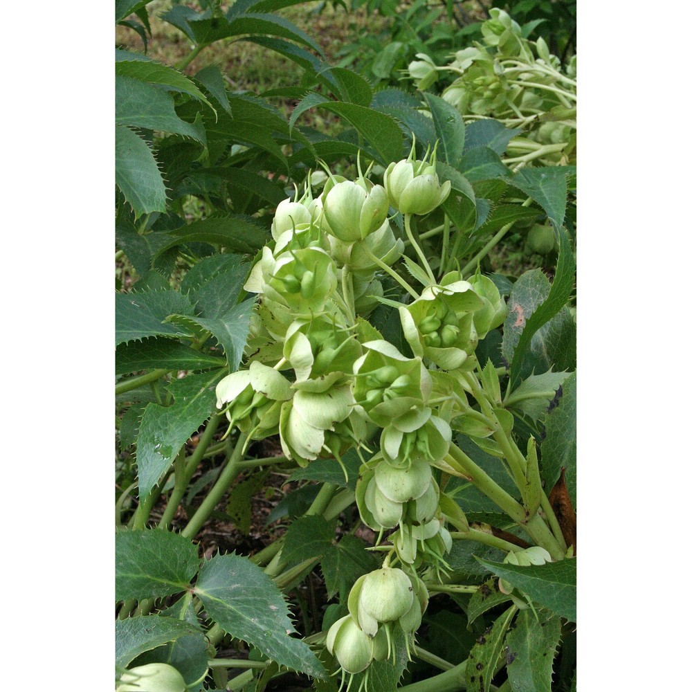 helleborus argutifolius viv.