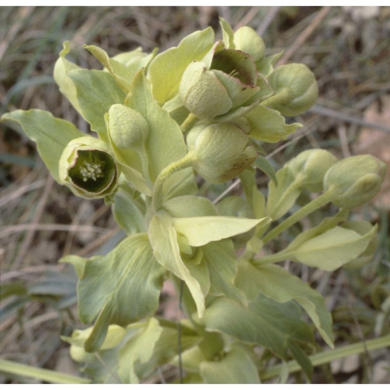 helleborus foetidus l.