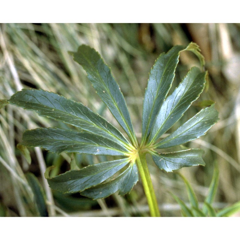 helleborus foetidus l.