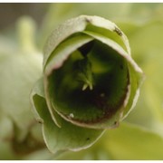 helleborus foetidus l.