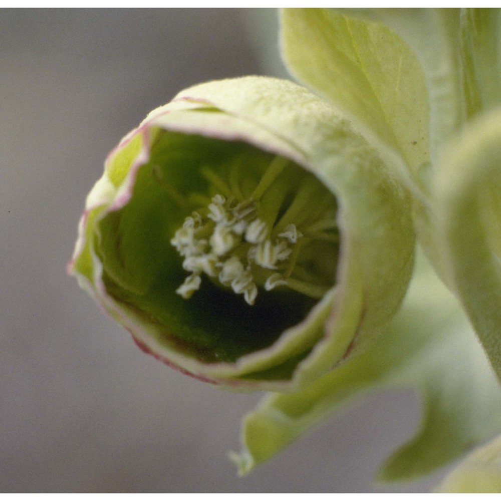 helleborus foetidus l.