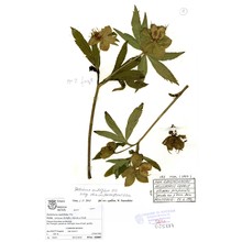 helleborus multifidus vis.