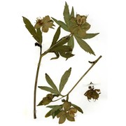 helleborus multifidus vis.