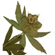 helleborus multifidus vis.