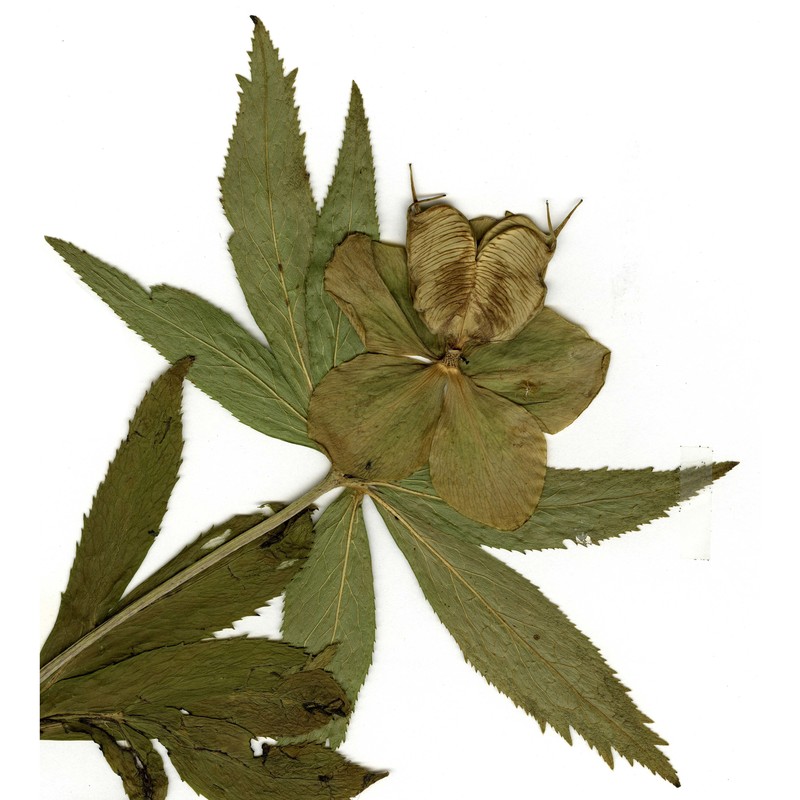 helleborus multifidus vis.