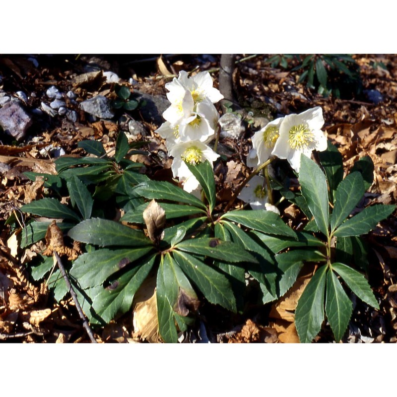 helleborus niger l.