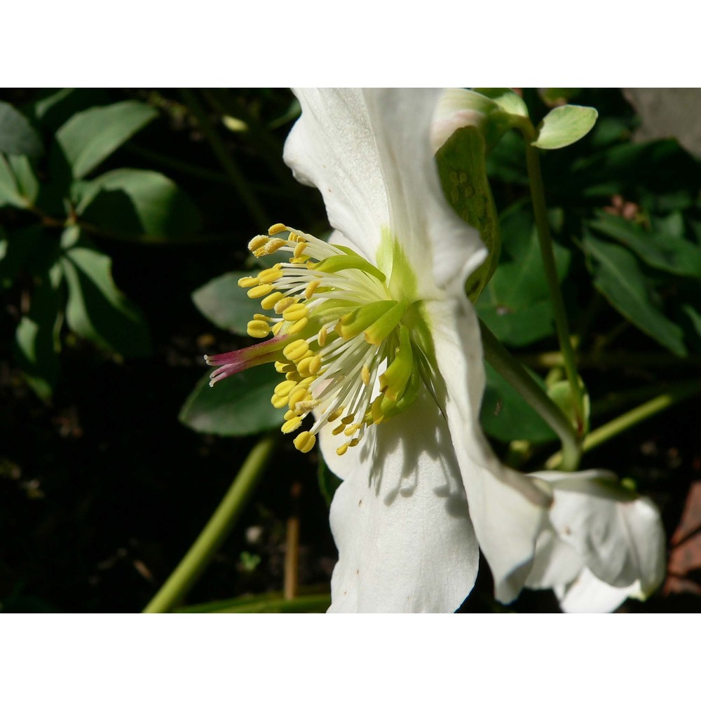 helleborus niger l.