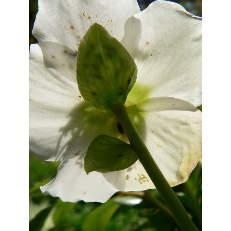 helleborus niger l.