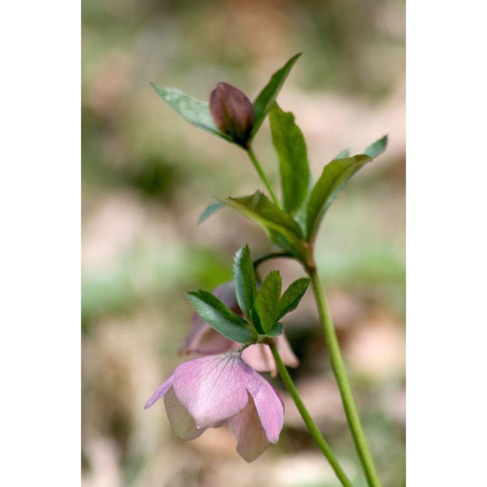 helleborus orientalis lam.